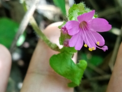 Mirabilis violacea, photograph (c) Pier Luiggi Maquilón, some rights reserved (CC BY)