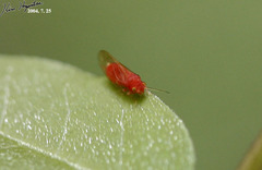 Cacopsylla coccinea