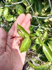 Jasminum laurifolium, photograph (c) Ben Machado, some rights reserved (CC BY)