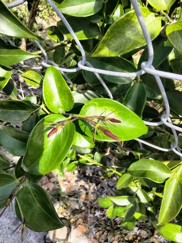 Jasminum laurifolium, photograph 6