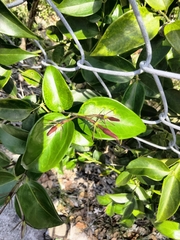 Jasminum laurifolium, photograph (c) Ben Machado, some rights reserved (CC BY)
