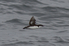 Synthliboramphus craveri