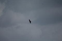 Hamirostra melanosternon