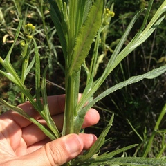 Senecio prionopterus