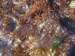 Chondracanthus chamissoi