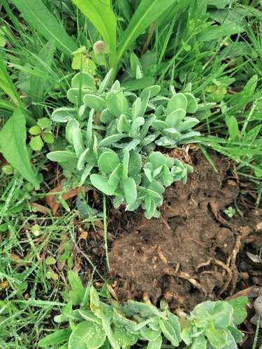 Hylotelephium spectabile