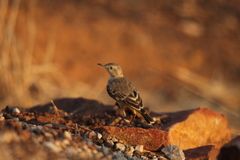 Epthianura crocea
