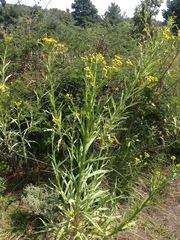 Senecio prionopterus