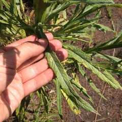Senecio prionopterus