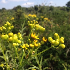 Senecio prionopterus