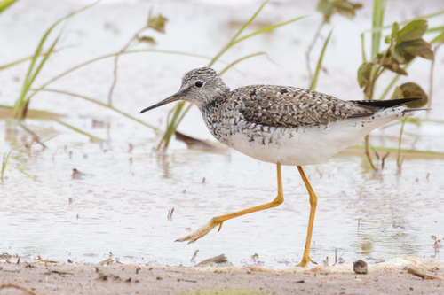 Lesser Yellowlegs, Brazos County, TX, USA, photo 9 of 10