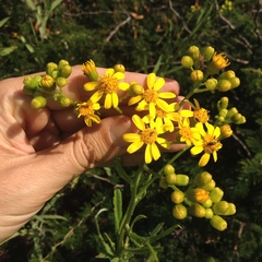 Senecio prionopterus