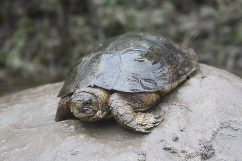 Actinemys marmorata