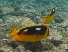 Chaetodon quadrimaculatus