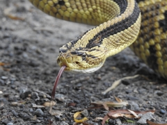 Crotalus mictlantecuhtli
