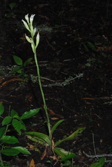 Chloraea membranacea