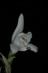 Chloraea membranacea