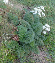 Anisotome lyallii