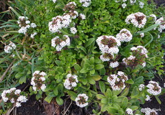 Myosotis rakiura