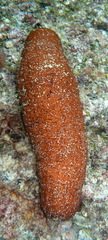 Image of Actinopyga obesa