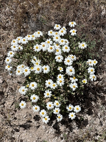 Melampodium leucanthum