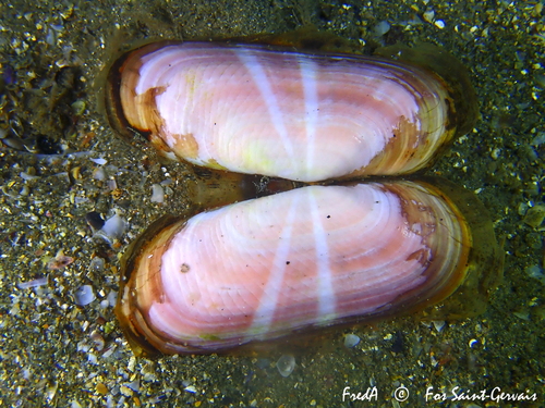 rosy razor clam