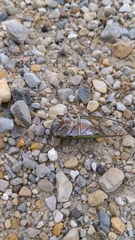 Megatibicen pronotalis