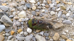 Megatibicen pronotalis