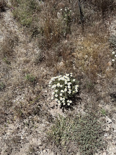 Melampodium leucanthum