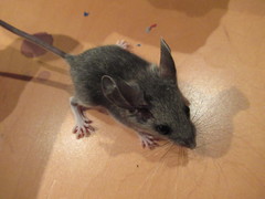 Peromyscus truei