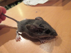 Peromyscus truei