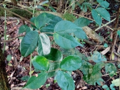 Cynometra bauhiniifolia
