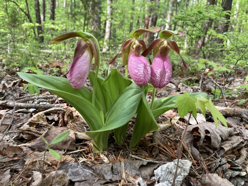 Pink lady's slippers are a magnificent wonder of the Maine woods