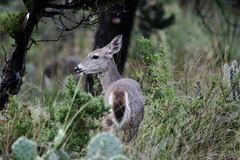 Odocoileus virginianus carminis