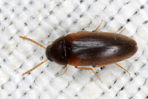 Hallomenus axillaris