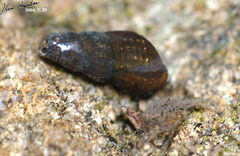 Semisulcospira libertina