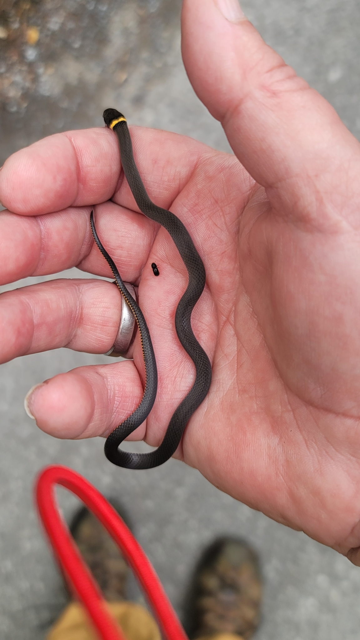 coralbelly ringneck snake, culebra de collar, halsbandnatter, key ringneck snake, mississippi ringneck snake, monterey ringneck snake, northern ringneck snake, northwestern ringneck snake, pacific ringneck snake, prairie ringneck snake