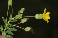 Mecardonia serpylloides