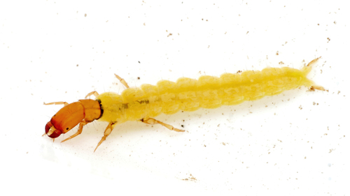 Yellow spotted sedge photo 3