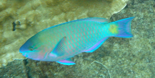 Palenose Parrotfish