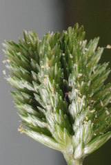 Eleusine tristachya