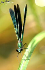 Calopteryx