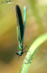 Calopteryx