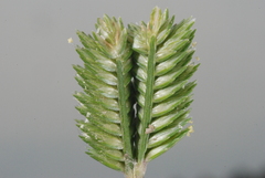 Eleusine tristachya
