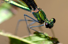 Calopteryx