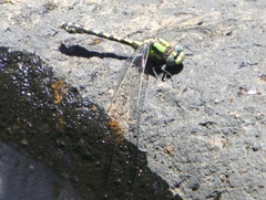 Ophiogomphus carolus