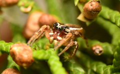 Pelegrina pervaga