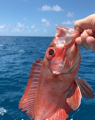 Priacanthus arenatus