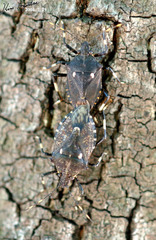 Dalpada cinctipes