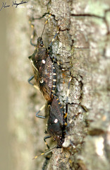 Dalpada cinctipes
